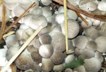 CUNG CẤP MEO NẤM BÀO NGƯ