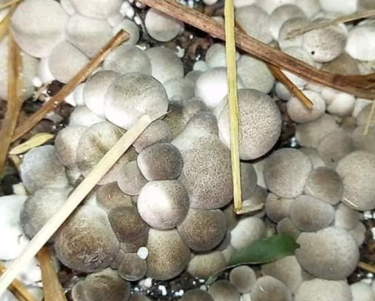 CUNG CẤP MEO NẤM BÀO NGƯ